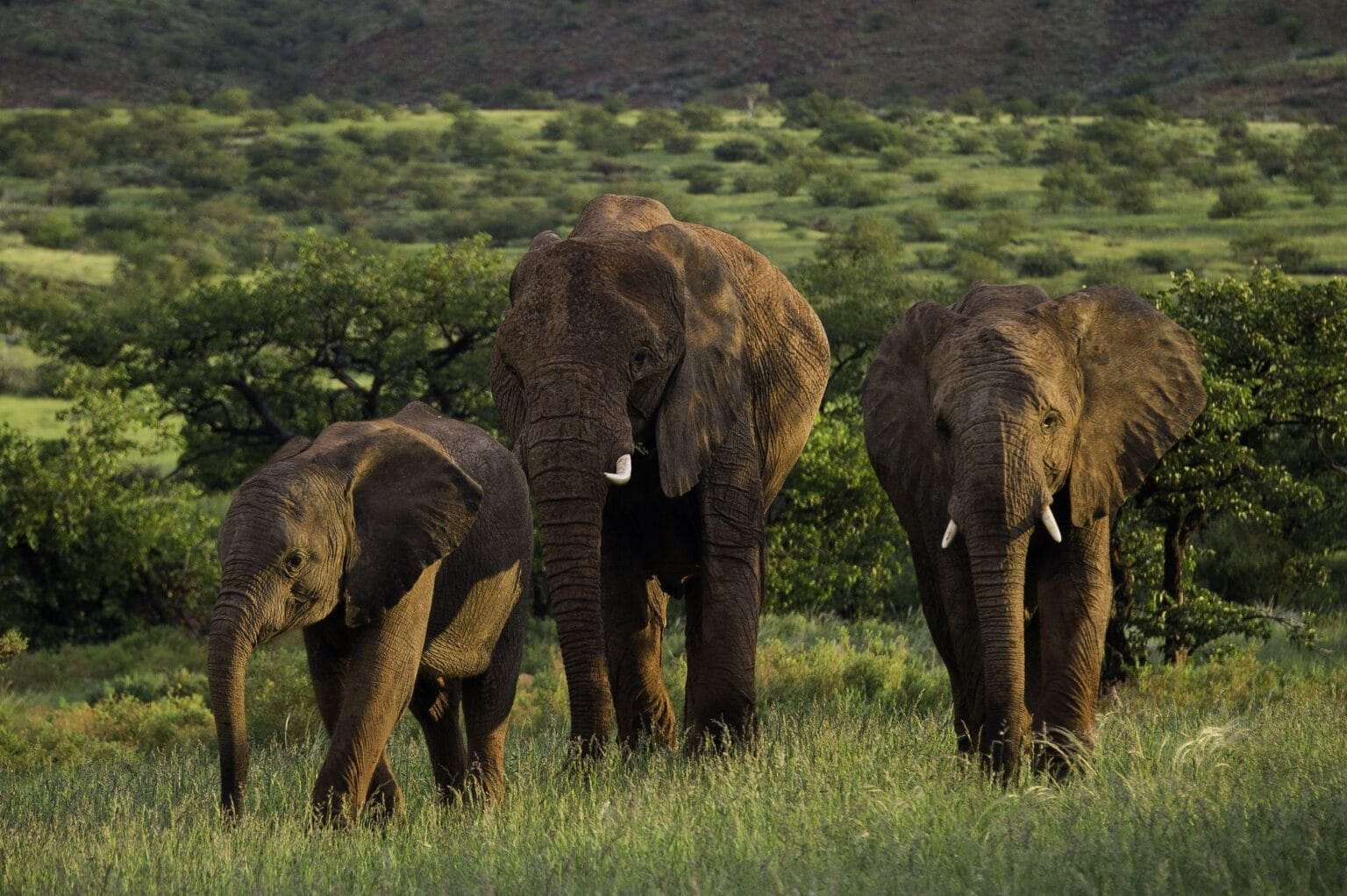 Desert-elephants-of-Damaraland.jpg