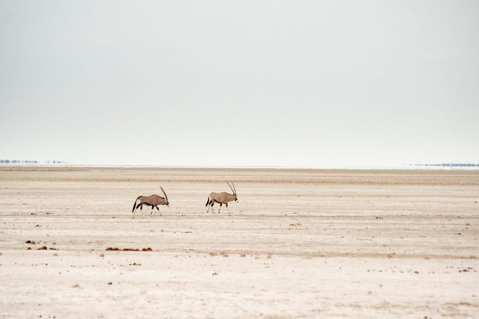 Etosha-landscape-DSC_2748.jpg
