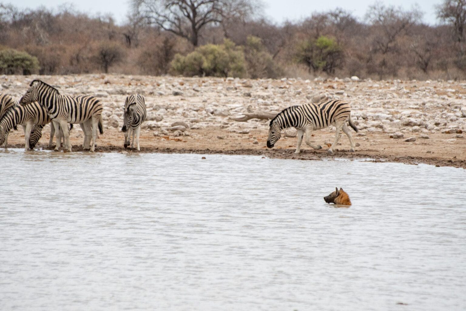 Etosha-waterhole-DSC_2945.jpg