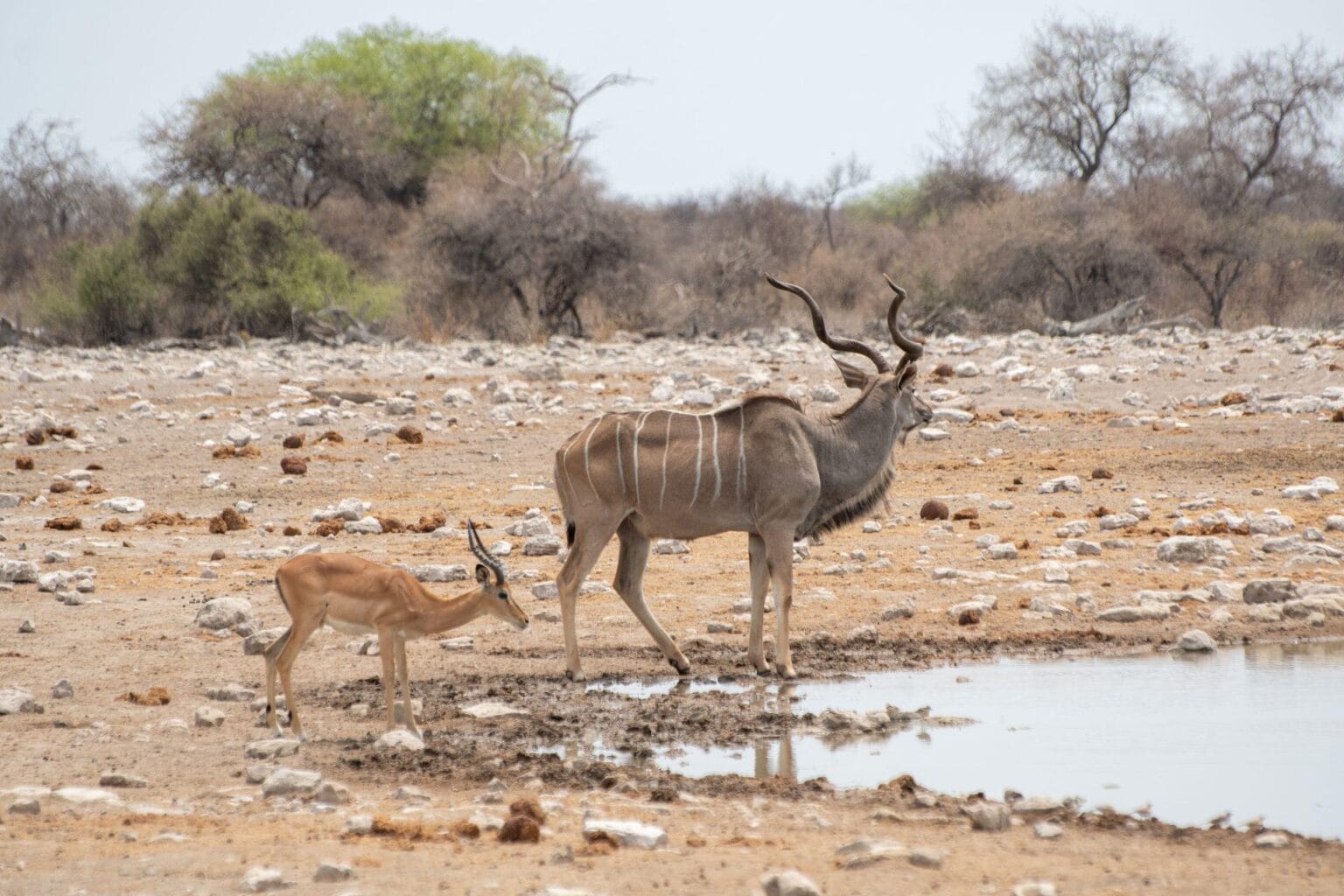 Etosha-waterhole-DSC_3399-1-Copy.jpg