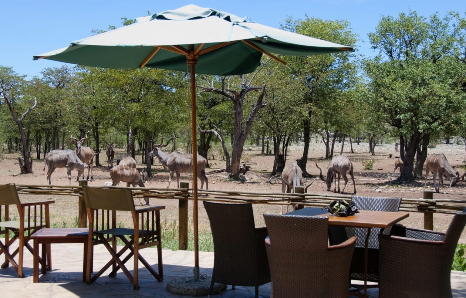 GAME-VIEWING-FROM-ONGAVA-TENTED-CAMP-Olwen-Evans-Ongava-Tented-Camp.jpg