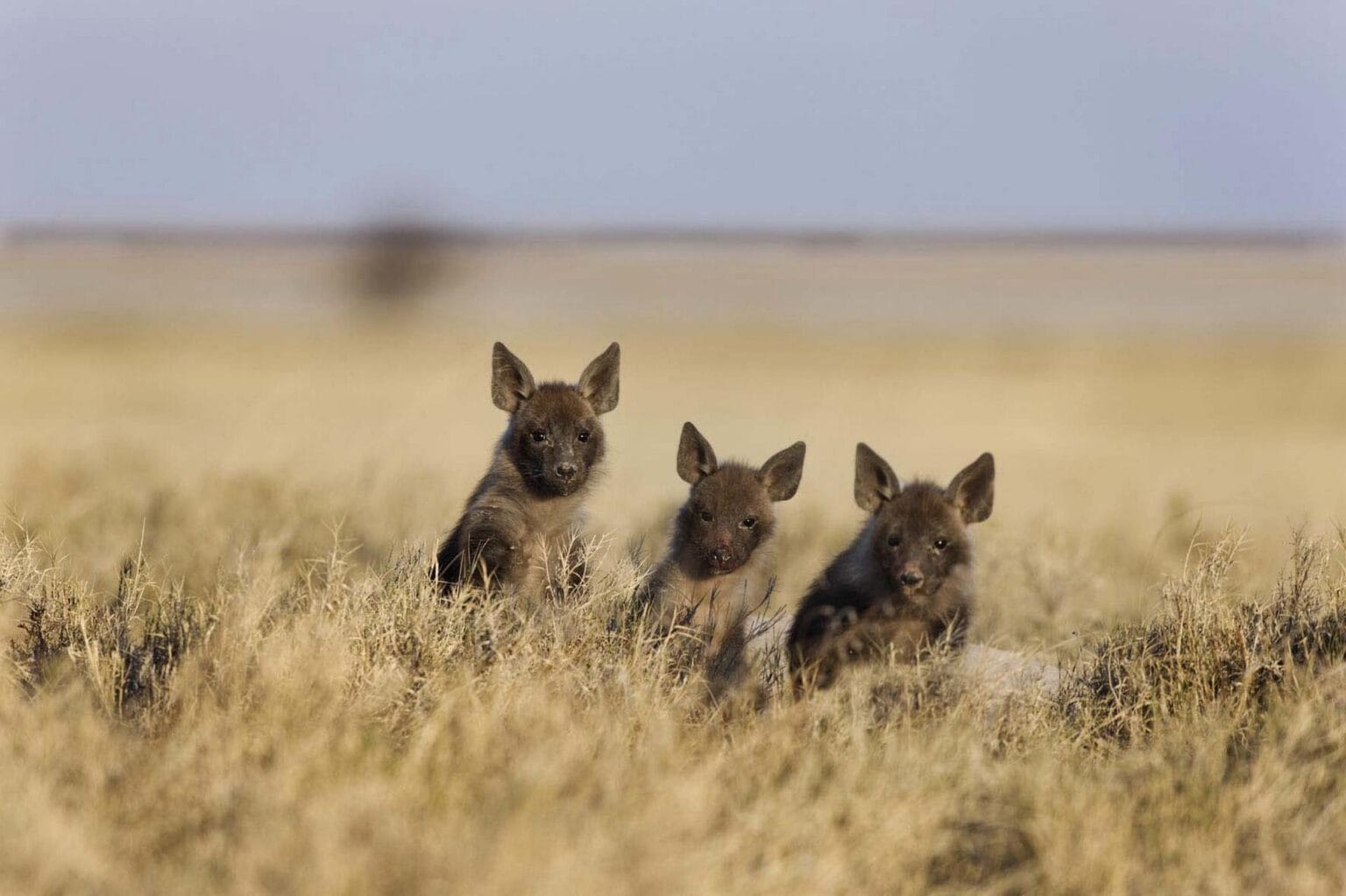 Game-Drive-6-Brown-Hyena.jpg