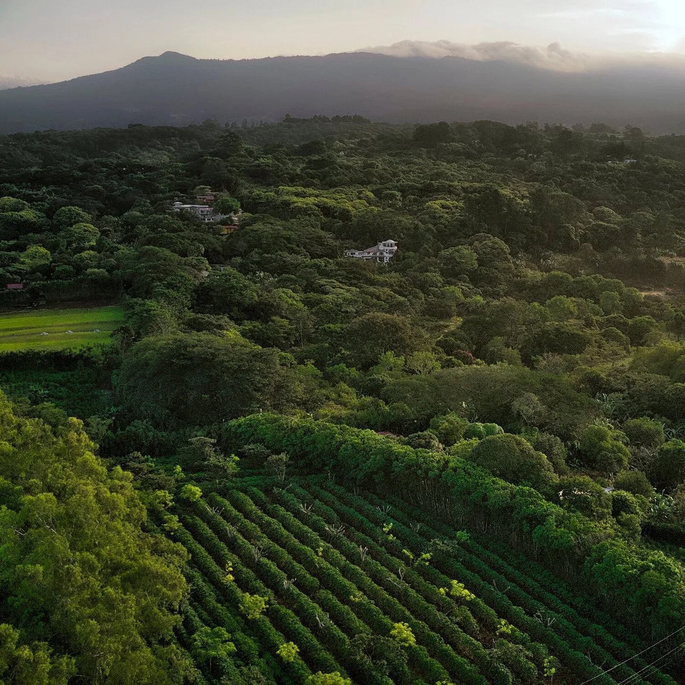 Hotel-Finca-Rosa-Blanca-in-Costa-Rica-best-hotels-in-Costa Rica-visiting-costa rica-with-kids-vacation-in-Costa Rica-1.jpg