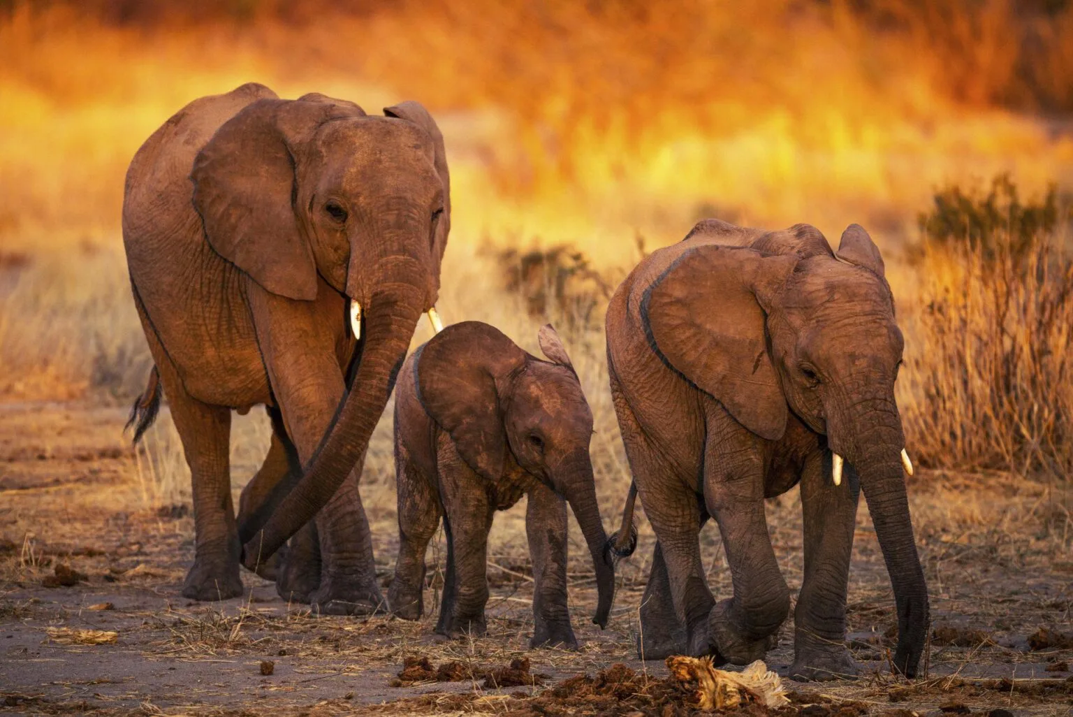 Jabali-Ridge-najlepsze-lodge-w-Tanzanii-luksusowe-hotele-w-Tanzanii-ekskluzywne-safari-w-Tanzanii-wycieczki-do-Tanzanii-szyte-na-miare-12.jpg