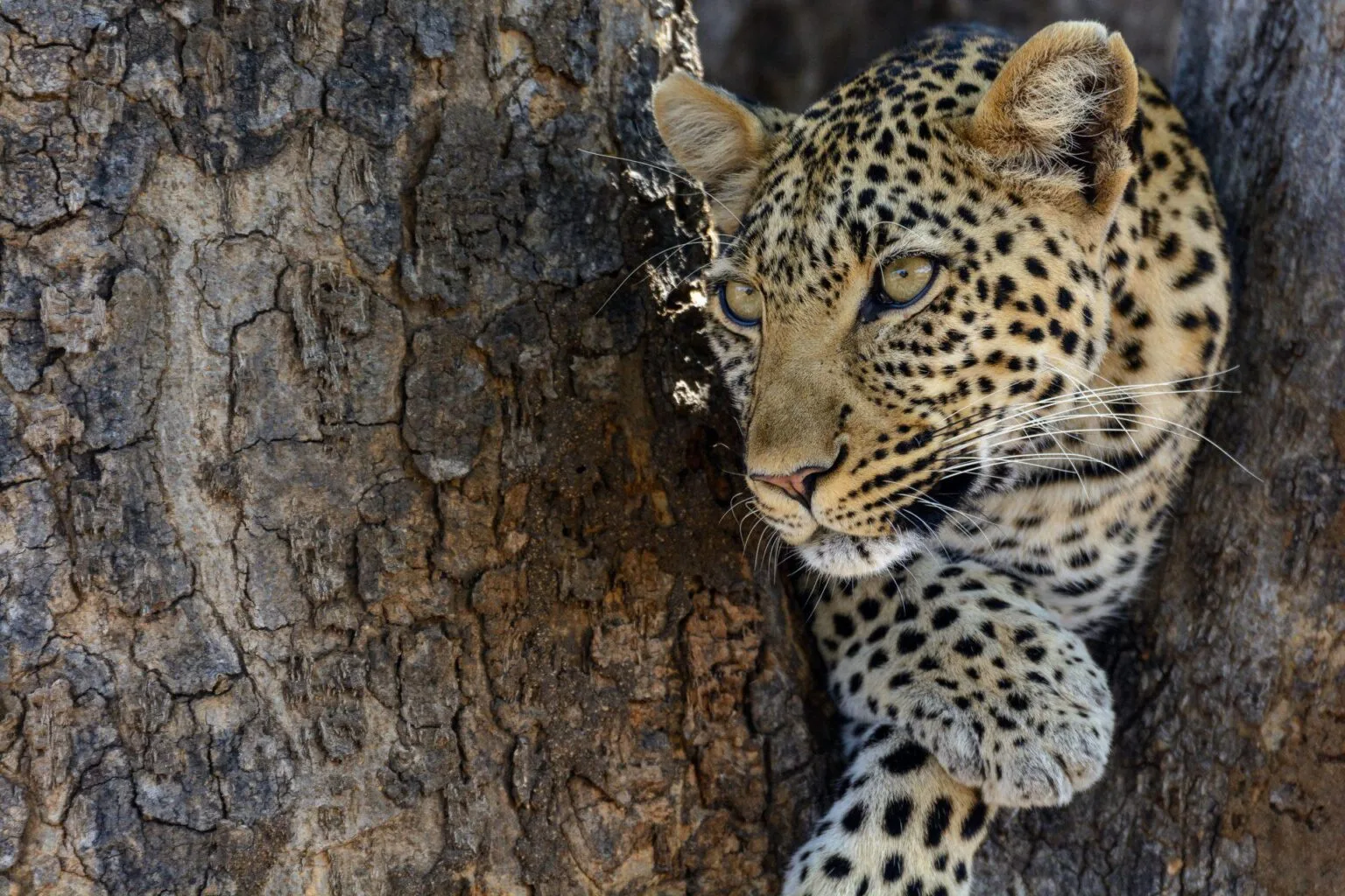 Jabali-Ridge-najlepsze-lodge-w-Tanzanii-luksusowe-hotele-w-Tanzanii-ekskluzywne-safari-w-Tanzanii-wycieczki-do-Tanzanii-szyte-na-miare-22.jpg