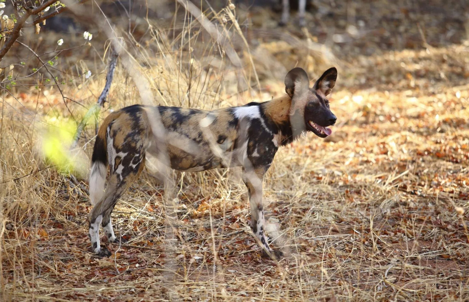 Jabali-Ridge-najlepsze-lodge-w-Tanzanii-luksusowe-hotele-w-Tanzanii-ekskluzywne-safari-w-Tanzanii-wycieczki-do-Tanzanii-szyte-na-miare-36.jpg