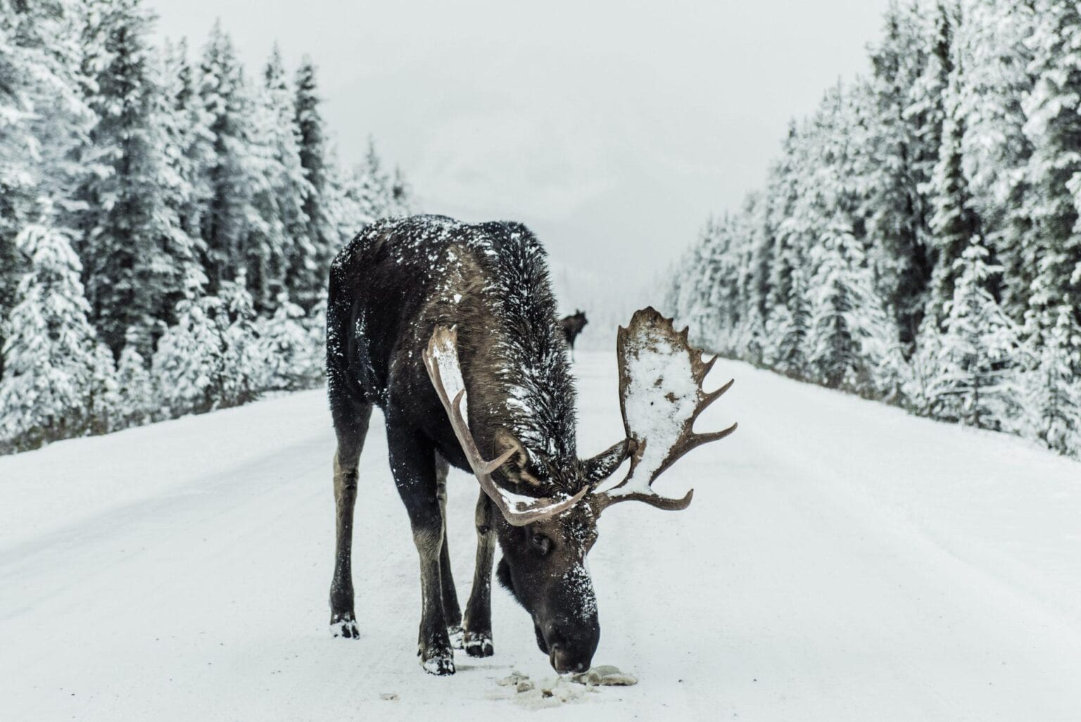 Kanada-Alberta-los.jpg