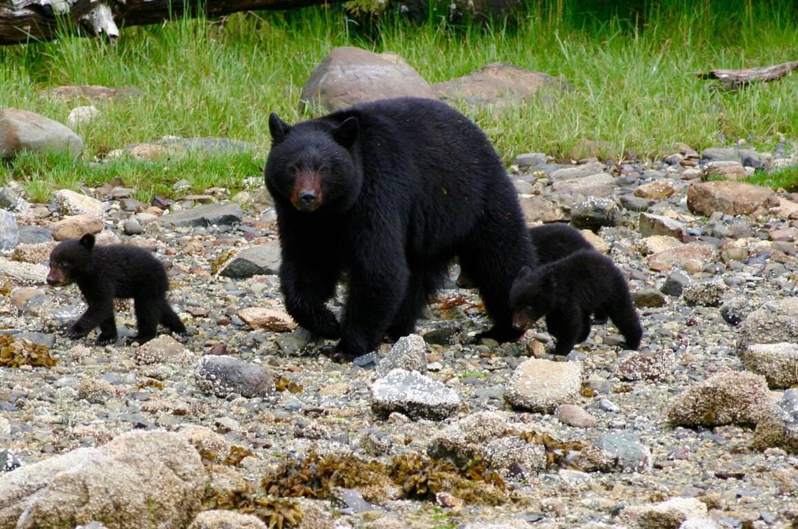 Kanada-British-Columbia-Wildretreat-black-bear.jpg