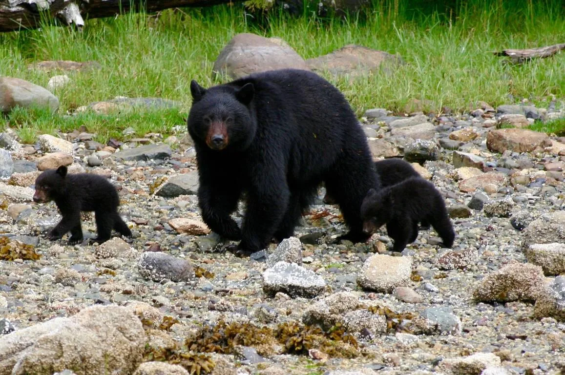 Canada-British-Columbia-Wildretreat-black-bear.jpg
