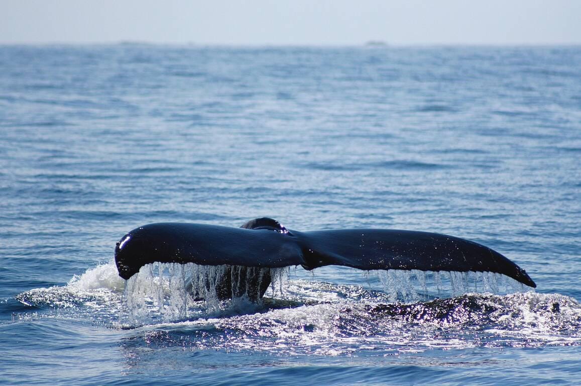 Kanada-British-Columbia-Wildretreat-whale.jpg