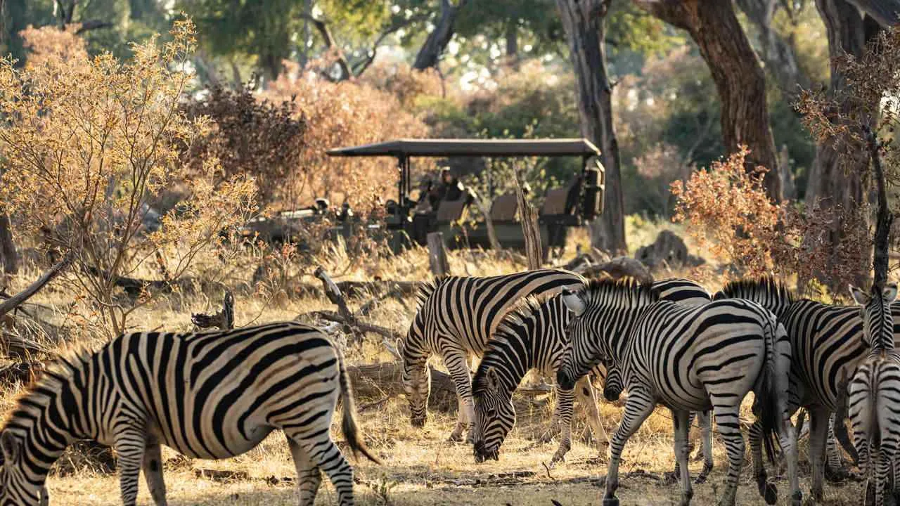 Kings-Pool-Wilderness-Safari-лучшее-сафари-в-Ботсване-роскошный-отпуск-в-Ботсване-роскошный-домик-в-Ботсване-эксклюзивная-поездка-в-Ботсвану-1-26.jpg
