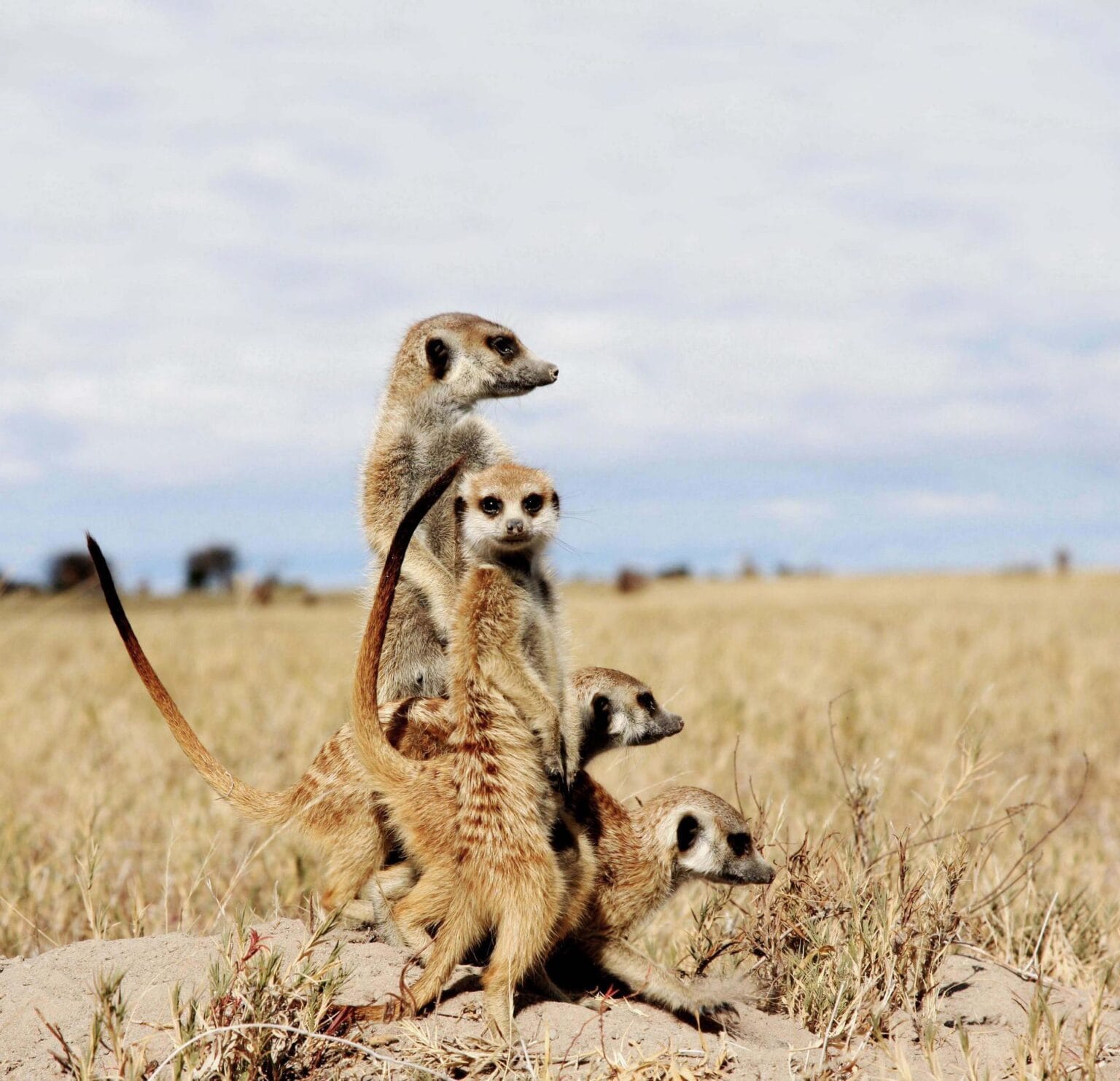 Meerkat-Experience-5.jpg
