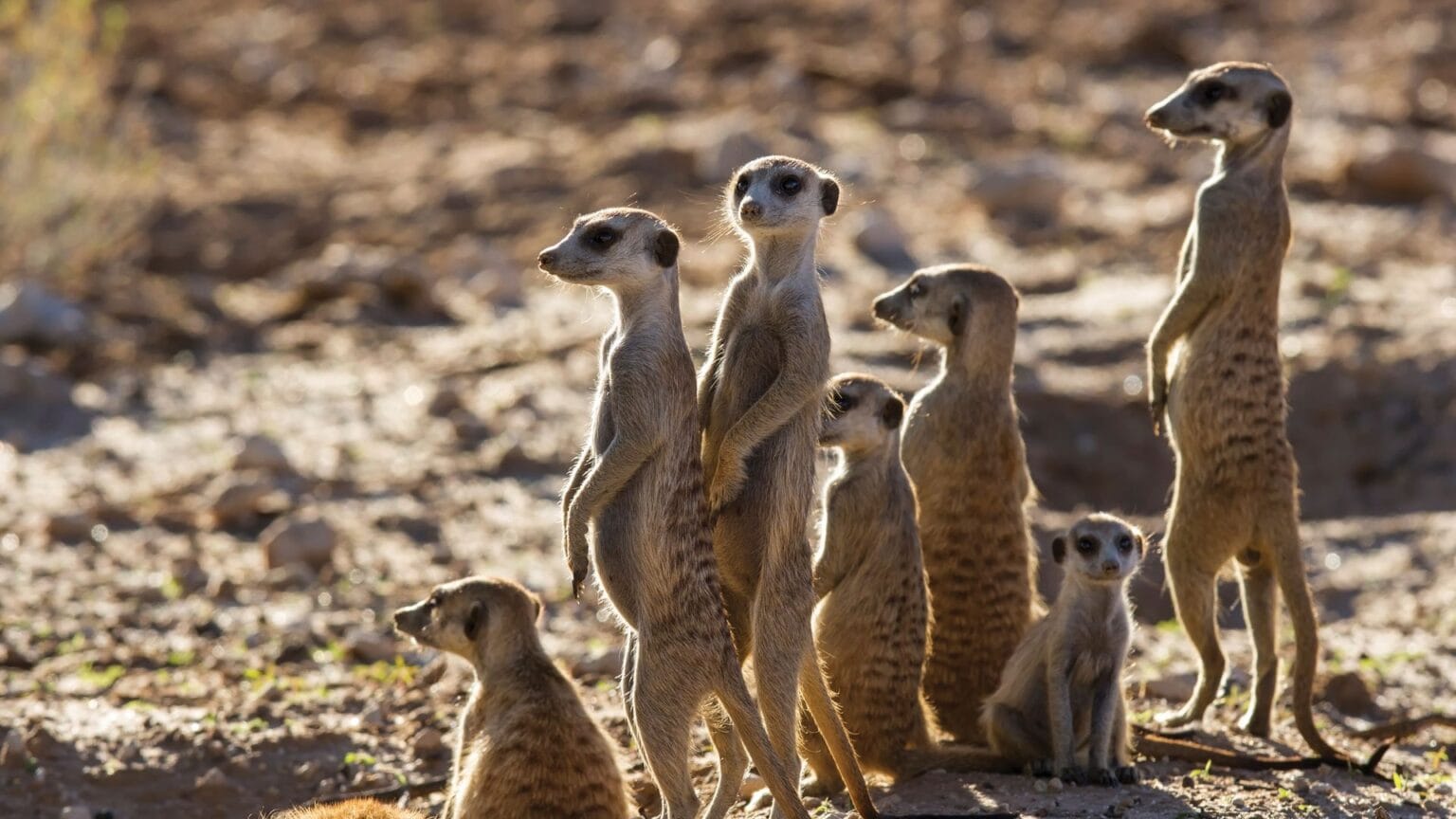 Meerkats-in-the-Kalahari-in-Botswana.jpg