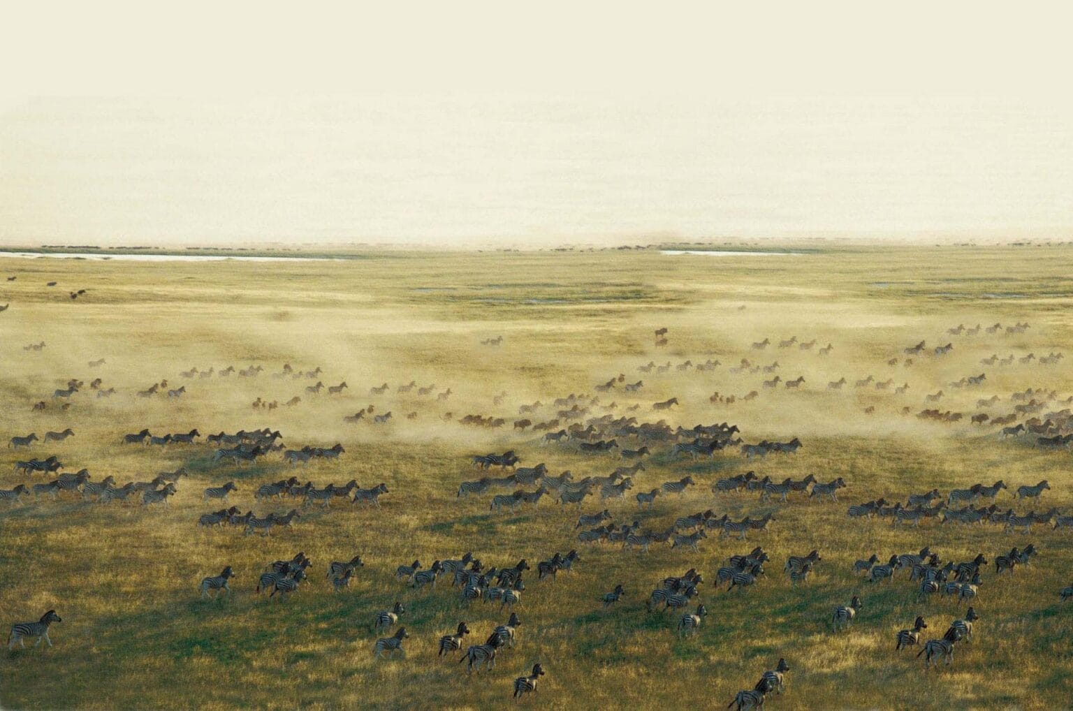 Migration-1.jpg