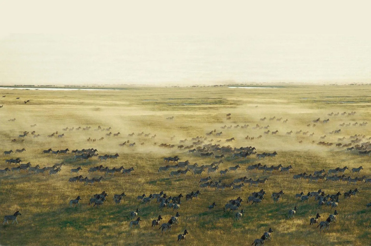Migration-1.jpg