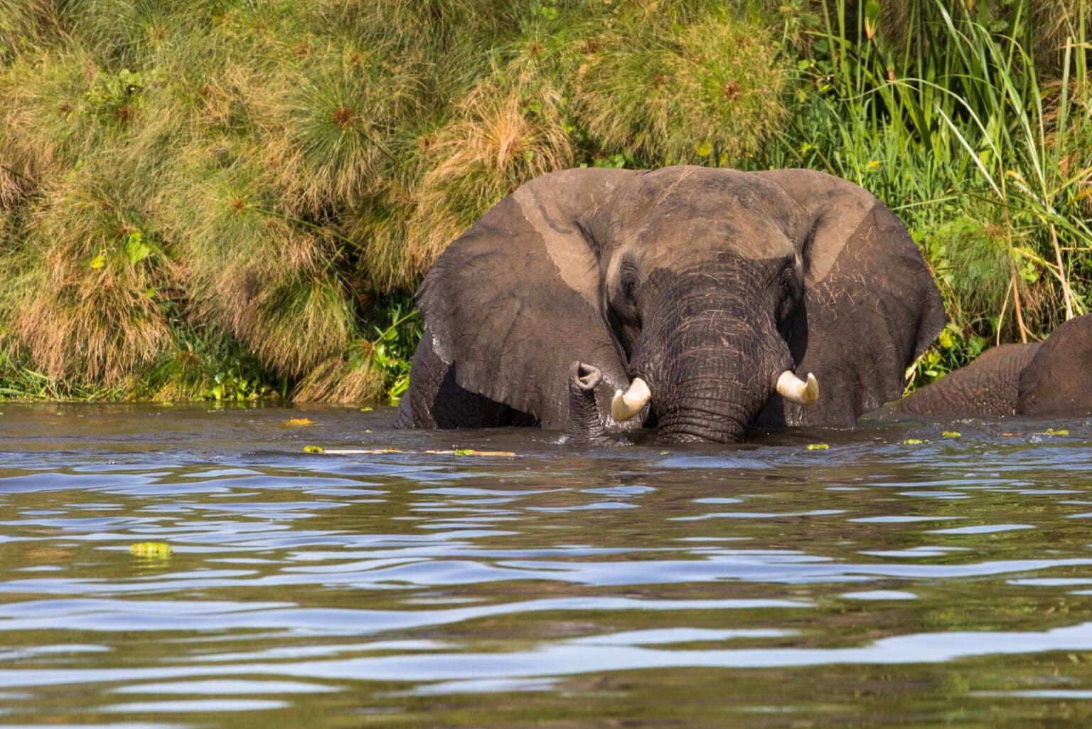 Nile-Safari-Lodge-Uganda-najlepsze-hotele-w-Ugandzie-luksusowe-safari-w-Ugandzie-ekskluzywne-wakacje-w-Ugandzie-wyprawy-do-Ugandy-szyte-na-miare-18.jpg