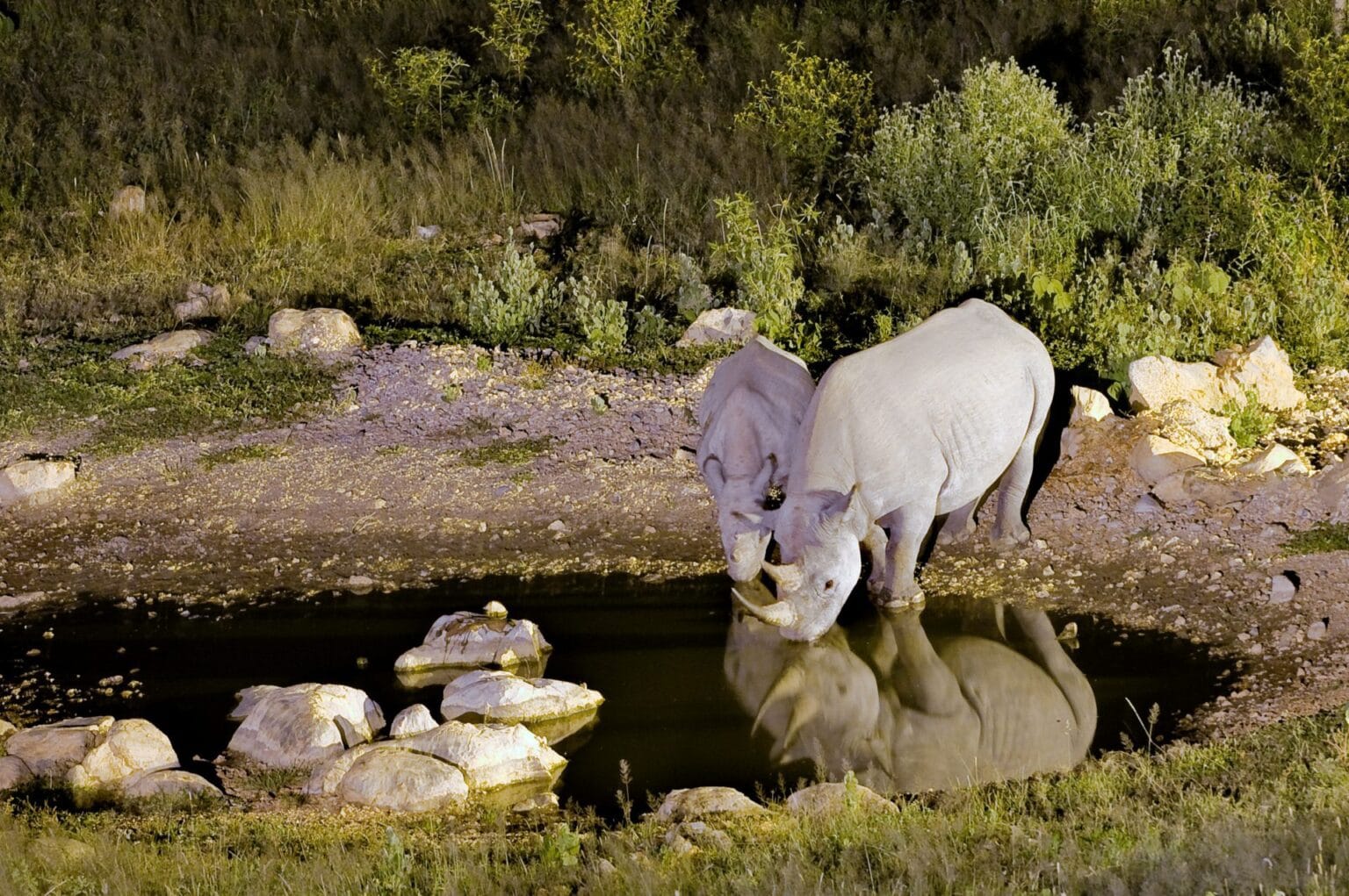 ONGAVA-BLACK-RHINO-Dana-Allen-Ongava-Tented-Camp.jpg