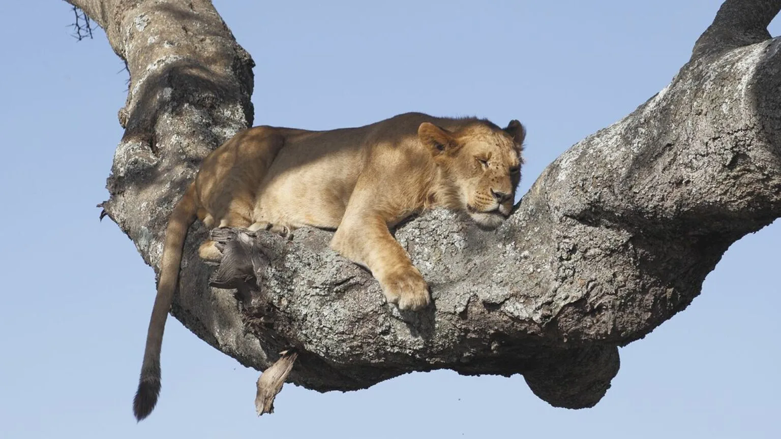 Olare-Mara-Kempinski-Masai-Mara-najlepsze-safari-w-Kenii-luksusowe-safari-w-Kenii-ekskluzywne-safari-Kenia-luksusowe-wakacje-w-Afryce-1.jpg