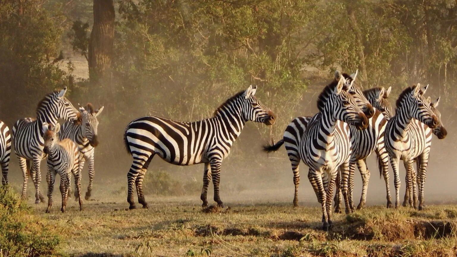 Olare-Mara-Kempinski-Masai-Mara-najlepsze-safari-w-Kenii-luksusowe-safari-w-Kenii-ekskluzywne-safari-Kenia-luksusowe-wakacje-w-Afryce-11.jpg
