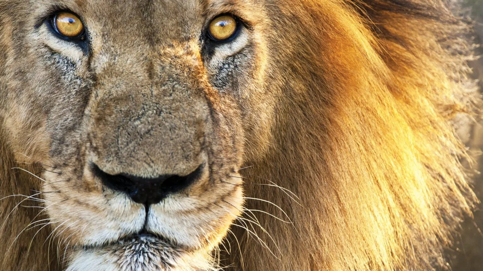 Olare-Mara-Kempinski-Masai-Mara-najlepsze-safari-w-Kenii-luksusowe-safari-w-Kenii-ekskluzywne-safari-Kenia-luksusowe-wakacje-w-Afryce-12.jpg