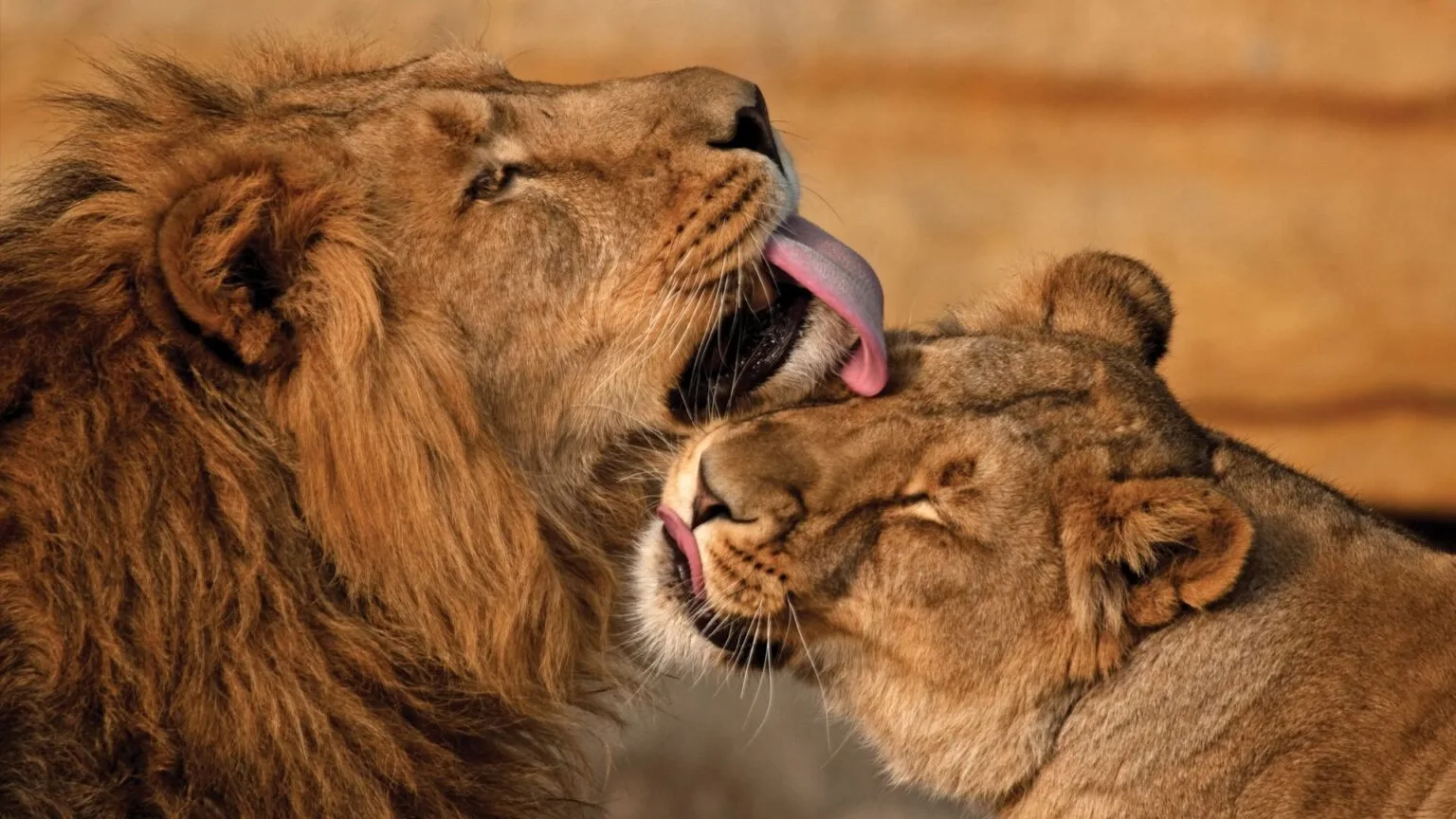 Olare-Mara-Kempinski-Masai-Mara-najlepsze-safari-w-Kenii-luksusowe-safari-w-Kenii-ekskluzywne-safari-Kenia-luksusowe-wakacje-w-Afryce-13.jpg