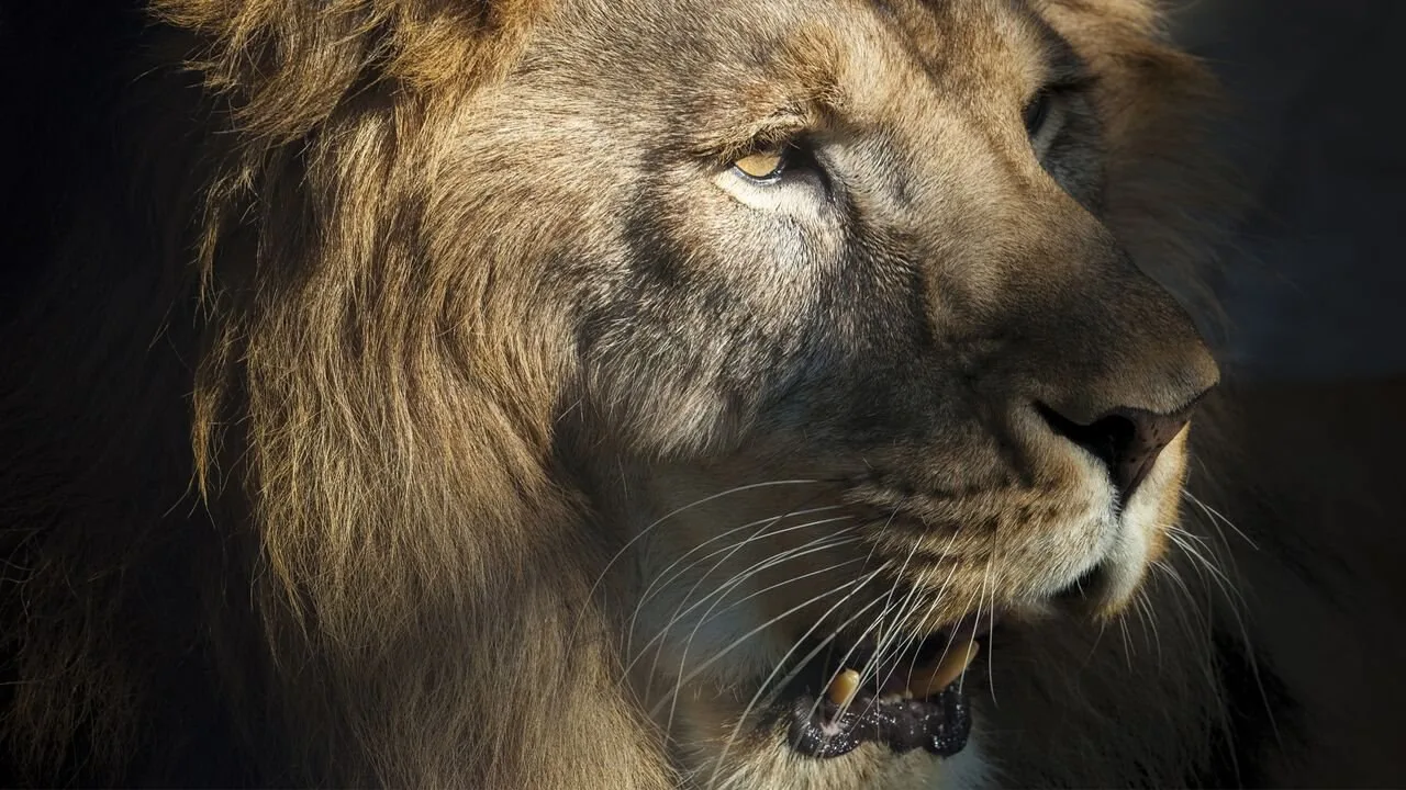 Olare-Mara-Kempinski-Masai-Mara-najlepsze-safari-w-Kenii-luksusowe-safari-w-Kenii-ekskluzywne-safari-Kenia-luksusowe-wakacje-w-Afryce-14.jpg