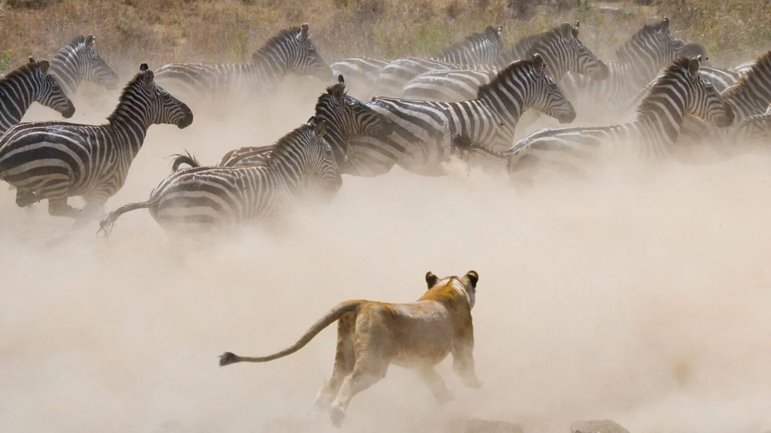 Olare-Mara-Kempinski-Masai-Mara-najlepsze-safari-w-Kenii-luksusowe-safari-w-Kenii-ekskluzywne-safari-Kenia-luksusowe-wakacje-w-Afryce-2.jpg