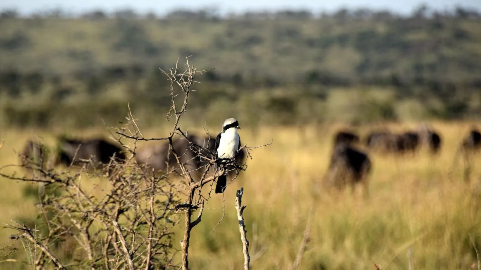 Olare-Mara-Kempinski-Masai-Mara-najlepsze-safari-w-Kenii-luksusowe-safari-w-Kenii-ekskluzywne-safari-Kenia-luksusowe-wakacje-w-Afryce-29.jpg