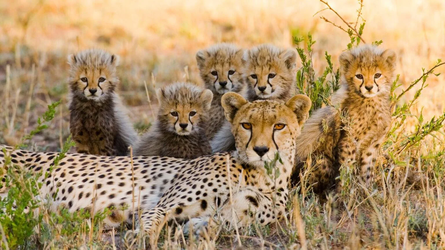 Olare-Mara-Kempinski-Masai-Mara-najlepsze-safari-w-Kenii-luksusowe-safari-w-Kenii-ekskluzywne-safari-Kenia-luksusowe-wakacje-w-Afryce-3.jpg