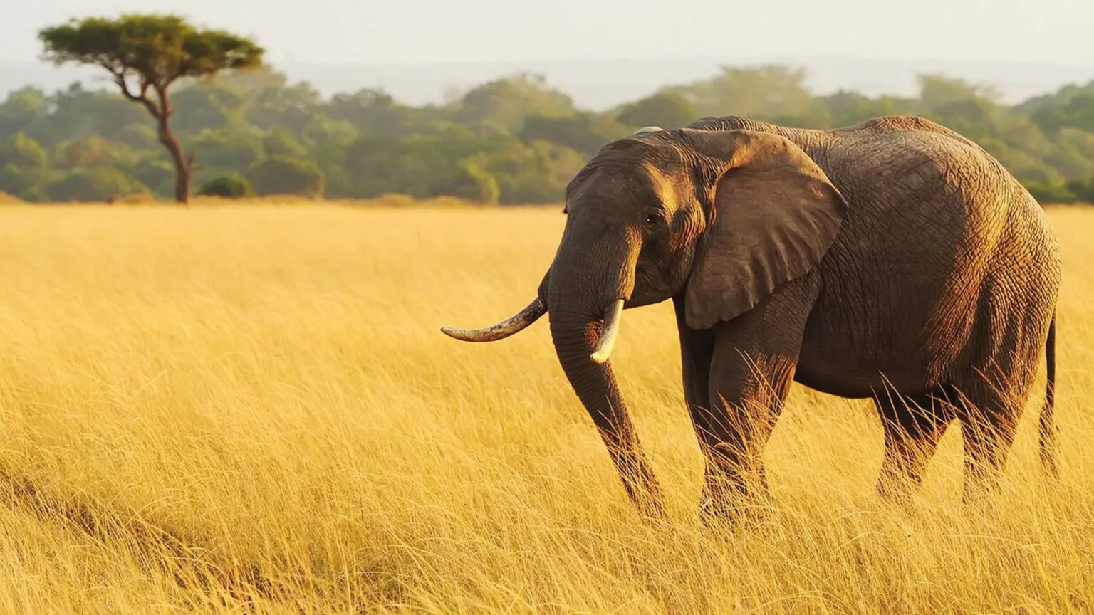 Olare-Mara-Kempinski-Masai-Mara-najlepsze-safari-w-Kenii-luksusowe-safari-w-Kenii-ekskluzywne-safari-Kenia-luksusowe-wakacje-w-Afryce-41.jpg