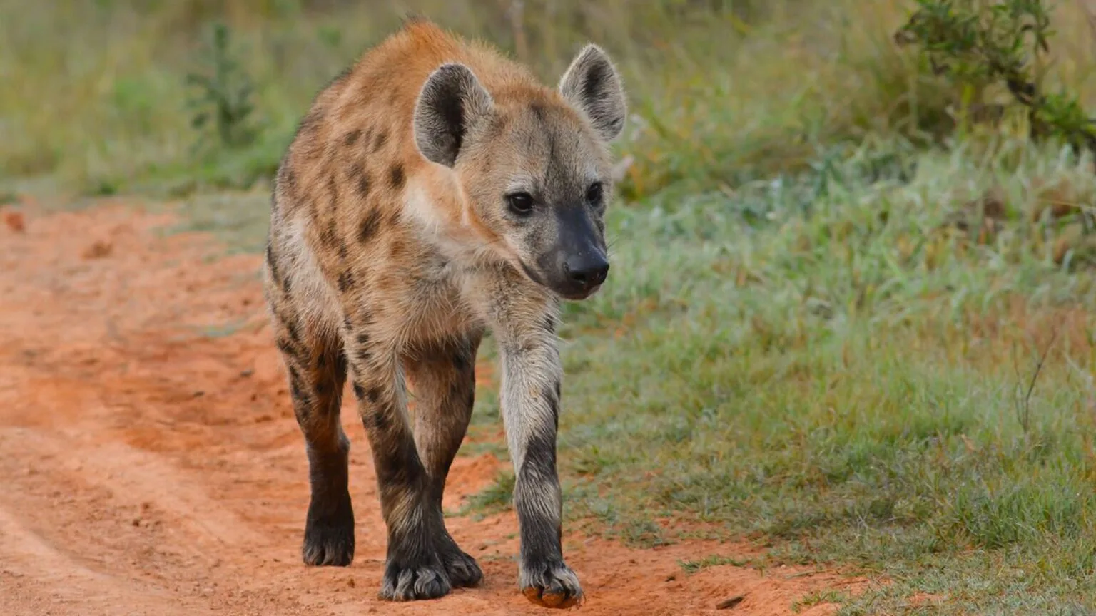 Olare-Mara-Kempinski-Masai-Mara-najlepsze-safari-w-Kenii-luksusowe-safari-w-Kenii-ekskluzywne-safari-Kenia-luksusowe-wakacje-w-Afryce-5.jpg