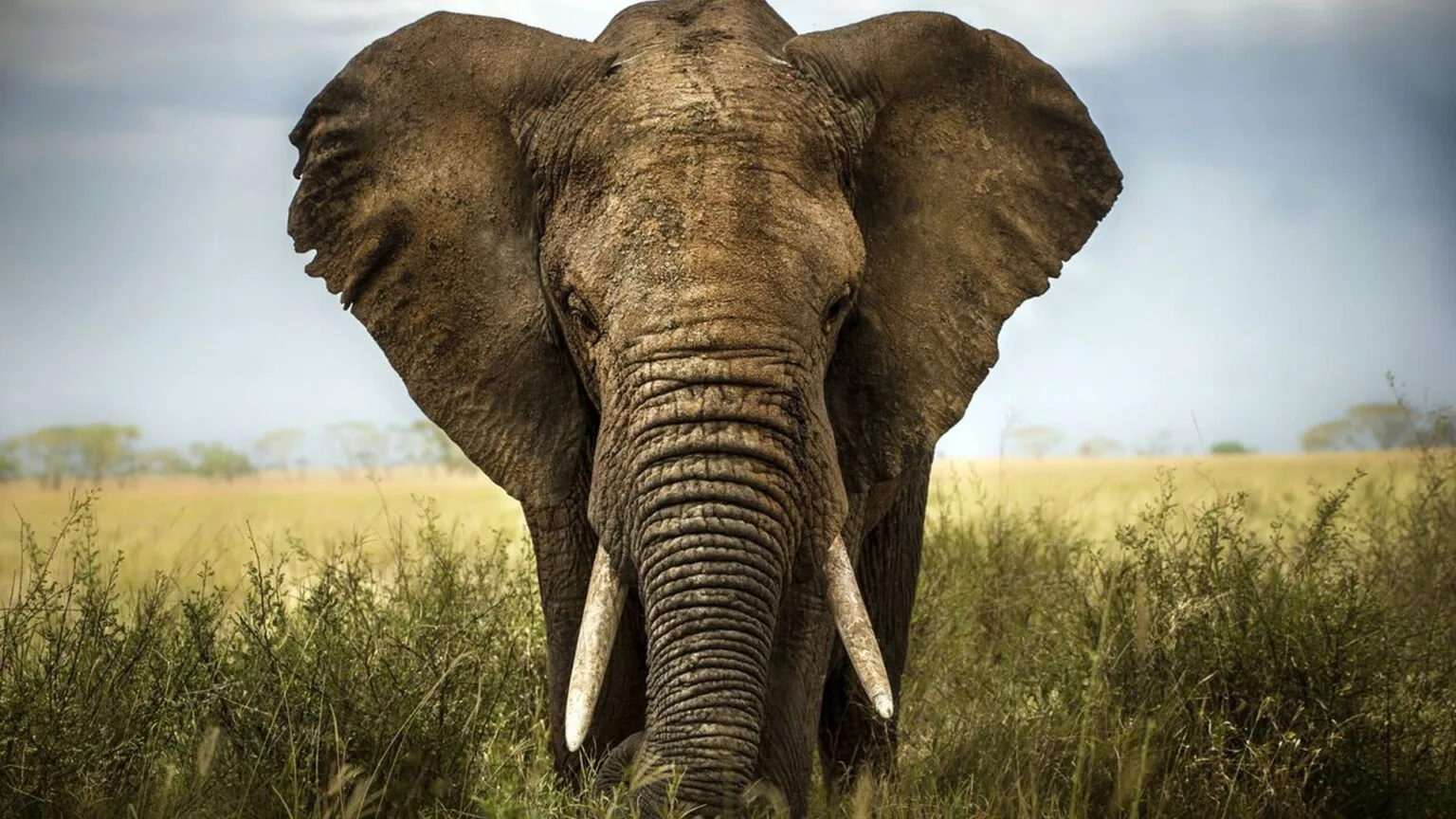 Olare-Mara-Kempinski-Masai-Mara-najlepsze-safari-w-Kenii-luksusowe-safari-w-Kenii-ekskluzywne-safari-Kenia-luksusowe-wakacje-w-Afryce-6.jpg