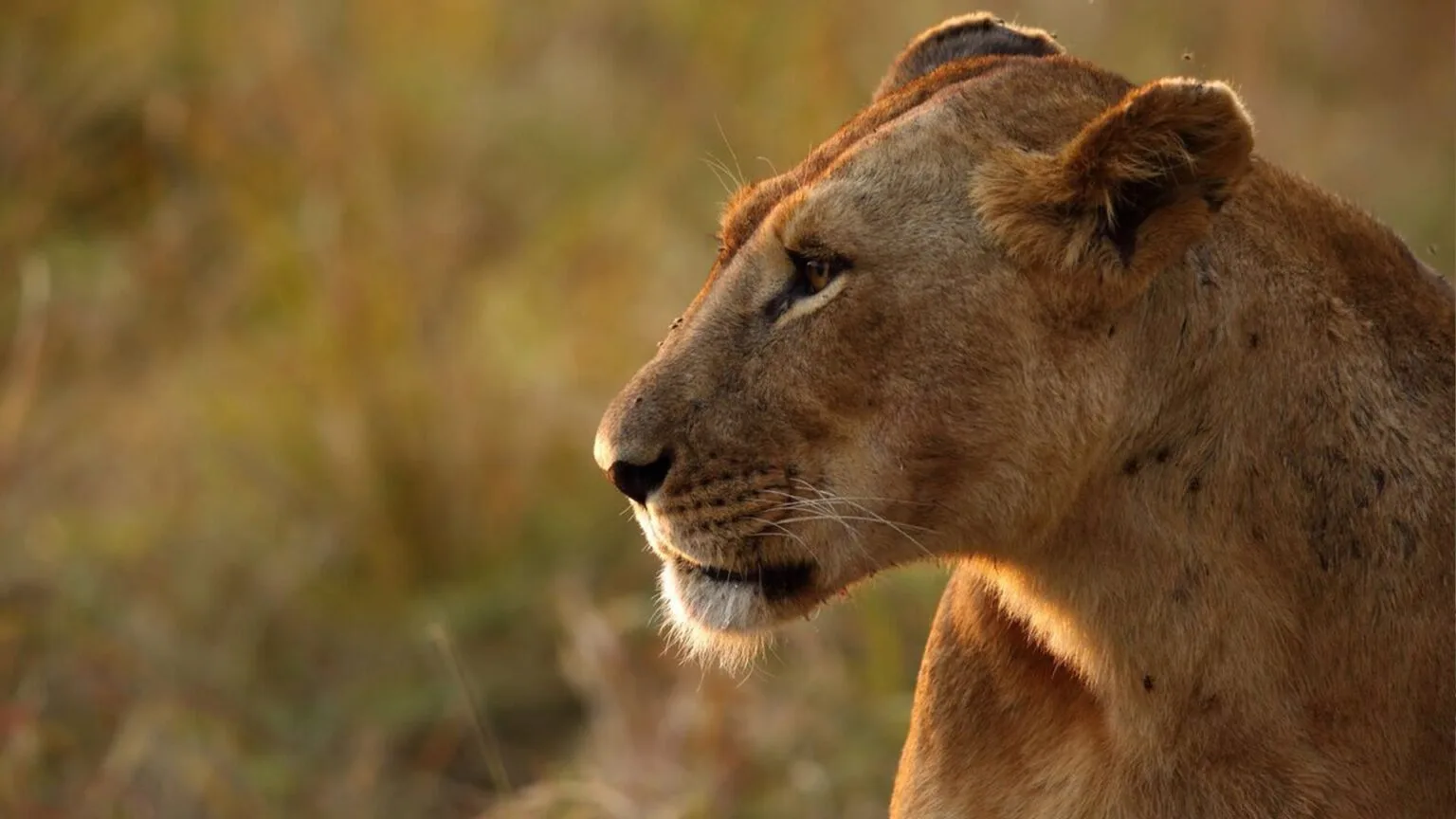 Olare-Mara-Kempinski-Masai-Mara-najlepsze-safari-w-Kenii-luksusowe-safari-w-Kenii-ekskluzywne-safari-Kenia-luksusowe-wakacje-w-Afryce-7.jpg