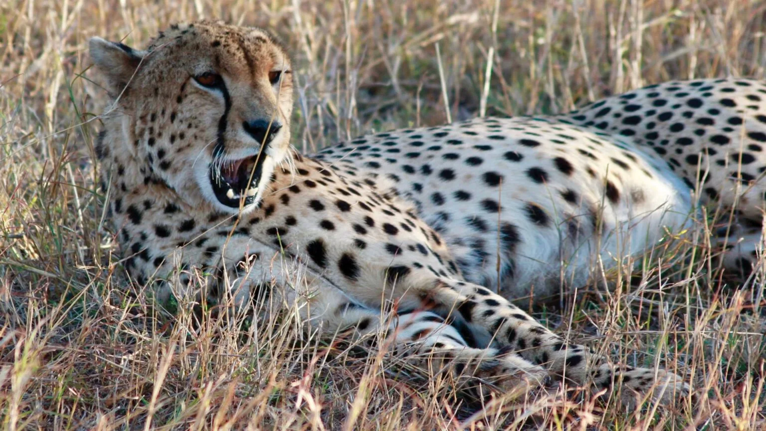 Olare-Mara-Kempinski-Masai-Mara-najlepsze-safari-w-Kenii-luksusowe-safari-w-Kenii-ekskluzywne-safari-Kenia-luksusowe-wakacje-w-Afryce-8.jpg