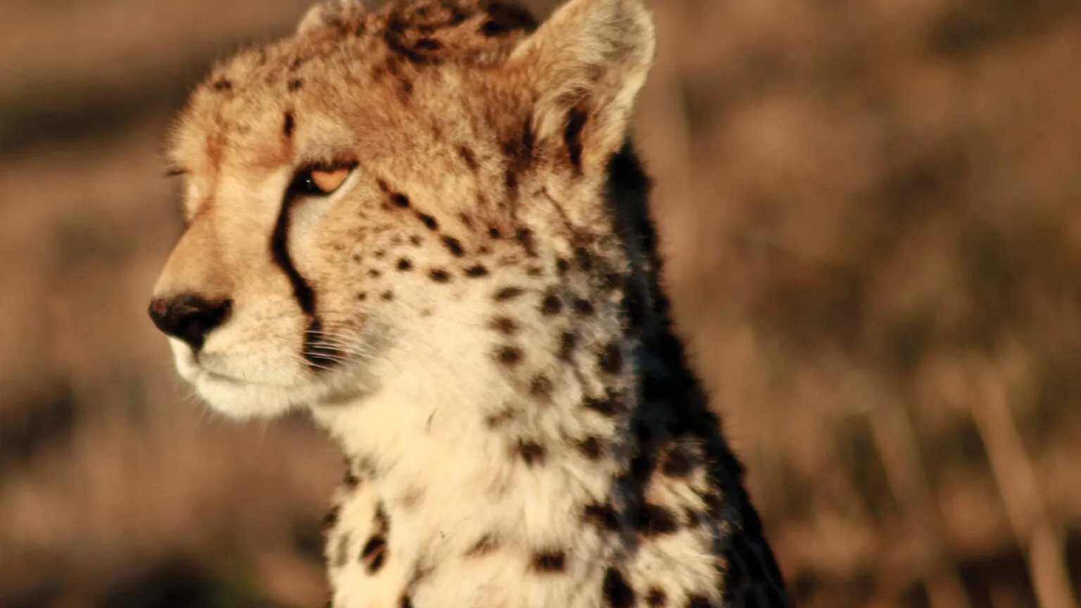 Olare-Mara-Kempinski-Masai-Mara-najlepsze-safari-w-Kenii-luksusowe-safari-w-Kenii-ekskluzywne-safari-Kenia-luksusowe-wakacje-w-Afryce-9.jpg