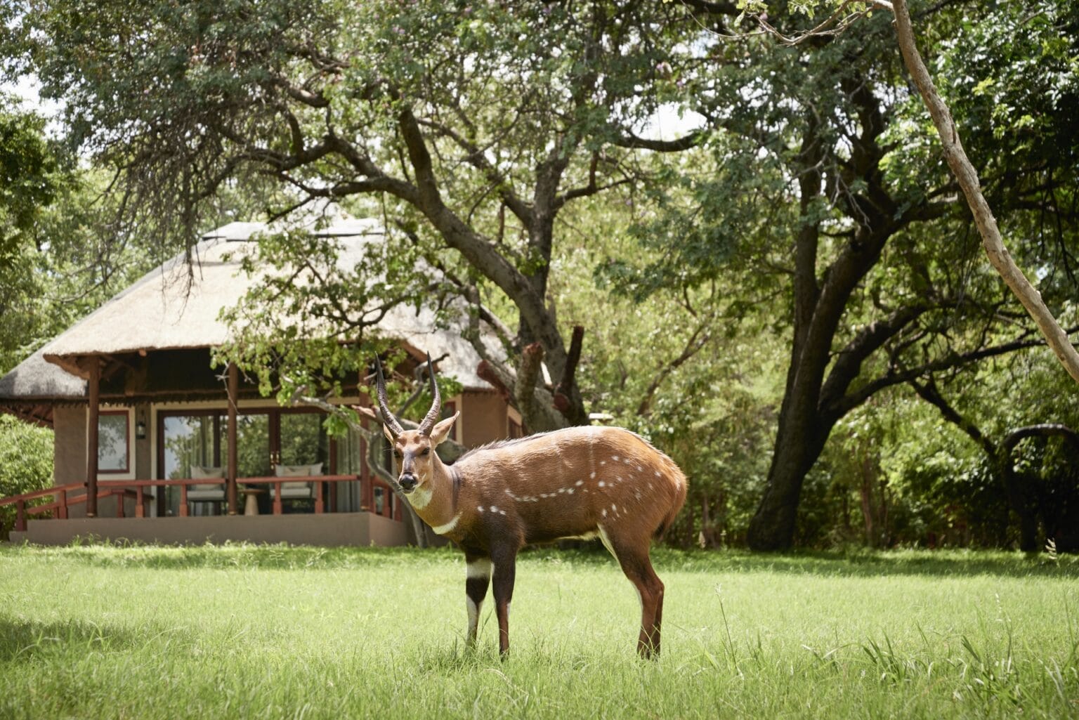 Sanctuary-Chobe-Chilwero-Lodgenajlepsze-lodge-w-Botswanie-luksusowe-hotele-w-Bostwanie-podroze-szyte-na-miare-do-Botswany-luksusowe-safari-Botswana-1-3.jpg