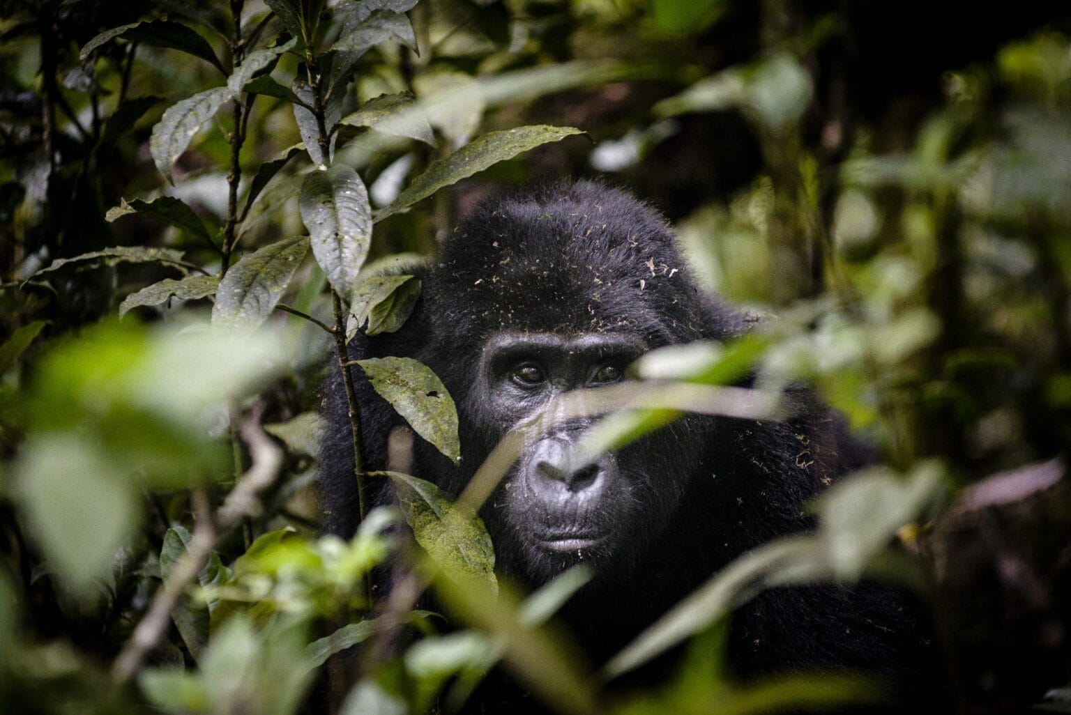 Sanctuary-Gorilla-Forest-Camp-Uganda-luksusowe-lodge-w-Ugandzie-ekskluzywne-wakacje-w-Ugandzie-luksusowa-wyprawa-szyta-na-miare-do-Ugandy-9.jpg