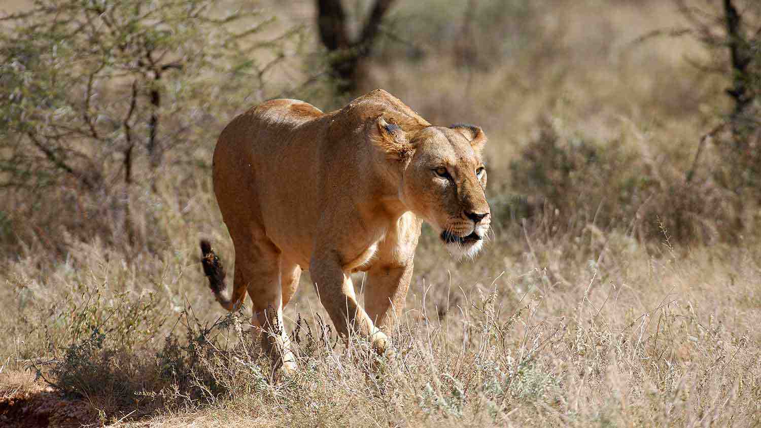 Sasaab-Samburu-Kenia-luksusowe-wycieczki-do-Kenii-szyte-na-miare-ekskluzywne-safari-w-Kenii-najlepsze-lodge-w-Kenii-wyprawy-do-Kenii-1.jpg
