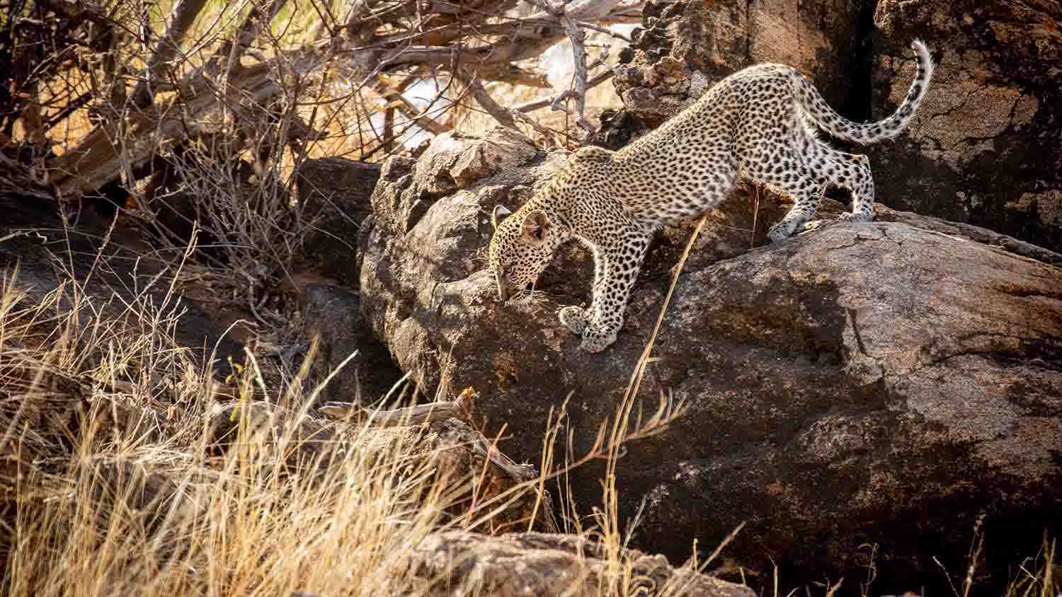 Sasaab-Samburu-Kenia-luksusowe-wycieczki-do-Kenii-szyte-na-miare-ekskluzywne-safari-w-Kenii-najlepsze-lodge-w-Kenii-wyprawy-do-Kenii-47.jpg