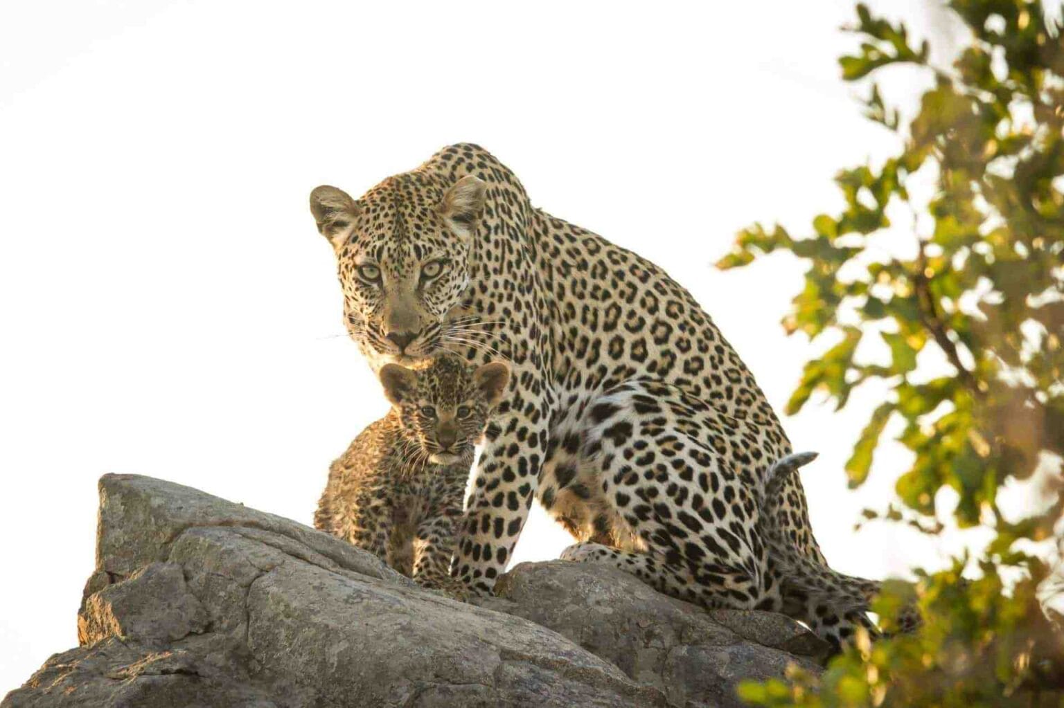 Savanna-Private-Game-Reserve-w-RPA-luksusowe-lodge-w-RPA-podroze-szyte-na-miare-do-RPA-ekskluzywne-wyprawy-do-RPA-luksuswe-wakacje-w-RPA-luksusowe-wyprawy-do-RPA-3.jpg