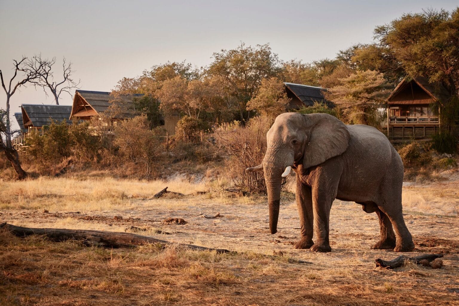 Savute-Elephant-Lodge-a-Belmond-Safari-najlepsze-lodge-w-Botswanie-luksusowe-podroze-do-Botswany-ekskluzywne-wyprawy-do-Botswany-13.jpg