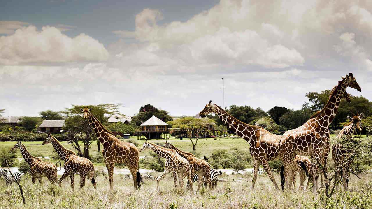 Segera-Retreat-Kenia-najlepsze-safari-w-Kenii-luksusowe-wyprawy-do-Kenii-ekskluzywne-wycieczki-do-Kenii-luksusowe-wakacje-w-Kenii-z-dziecmi-10.jpg