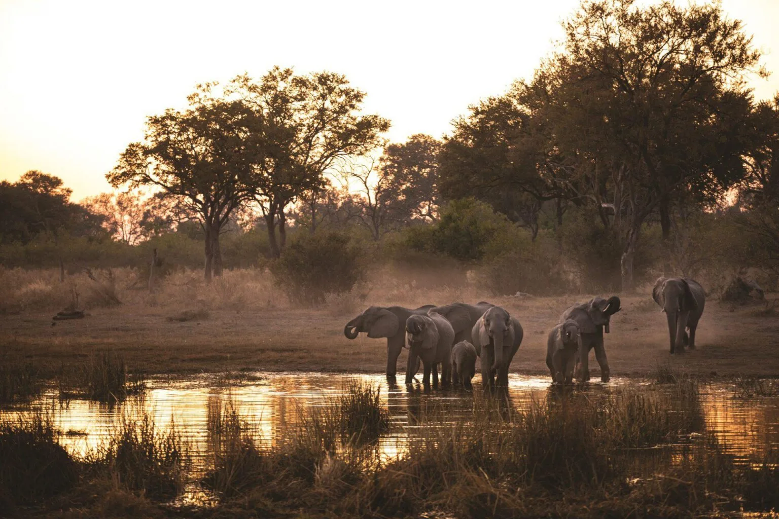 Selinda-Camp-Botswana-luxury-hotels-in-Botswana-exclusive-tailor-made-holidays-in-Botswana-trip-to-Botswana-11.jpg