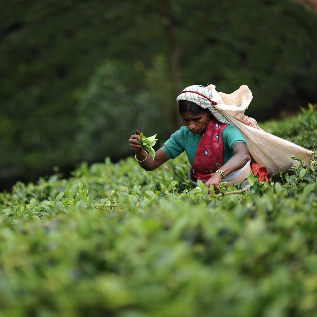 Ceylon Tea Trails | CARTER.EU