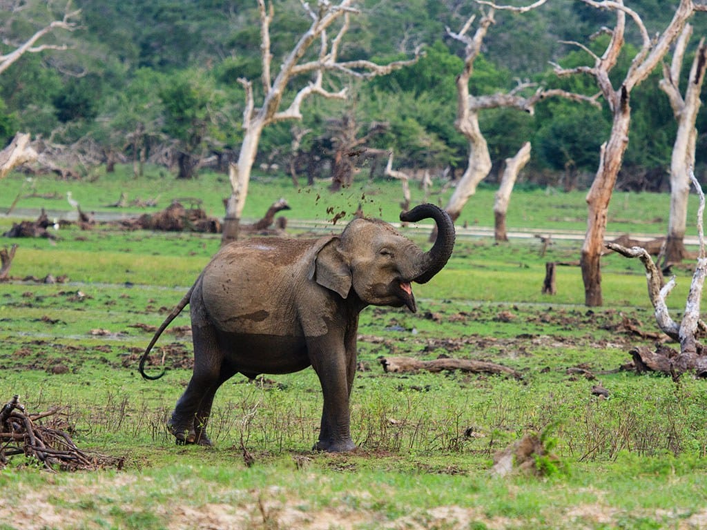 Sri Lanka - najważniejsze atrakcje turystyczne i pomniki z listy UNESCO,Dawne miasto Sigiriya,czyli „Lwia skała”,Kandy - Święte miasto buddyzmu,Fort w Galle - zespół zabytkowy,Rezerwat leśny Sinharaja,Płaskowyż Centralny Sri Lanki,Poszukujesz pomysłu na 10-dniową wycieczkę po Sri Lance?,Sri Lanka- luksusowe wycieczki objazdowe i wakacje „szyte na miarę”