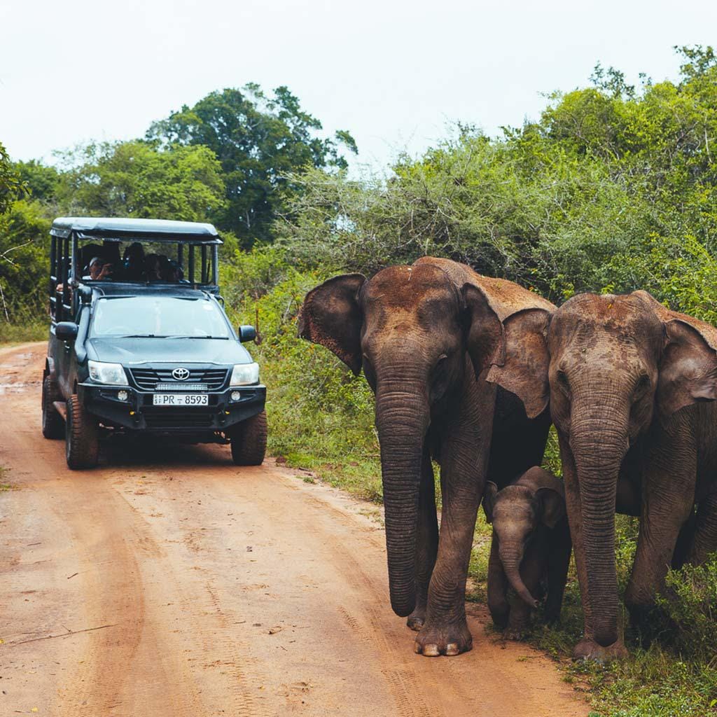 Sri-Lanka-Wild-Coast-Lodge-slonie.jpg