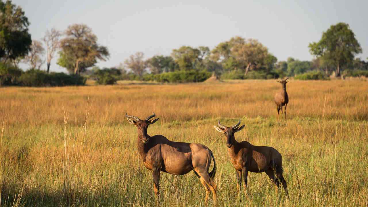 Vumbura-Plains-Botswana-najlepsze-safari-w-Botswanie-luksusowe-wyprawy-do-Botswany-wycieczki-do-Botswany-szyte-na-miare-ekskluzywne-lodge-w-Botswanie-23.jpg
