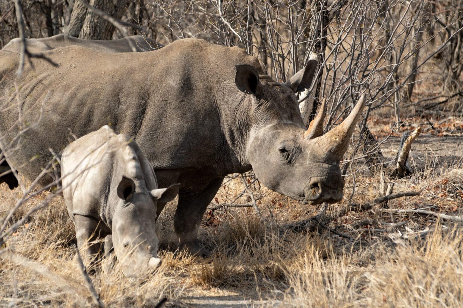 White-Rhino-DSC_1867.jpg