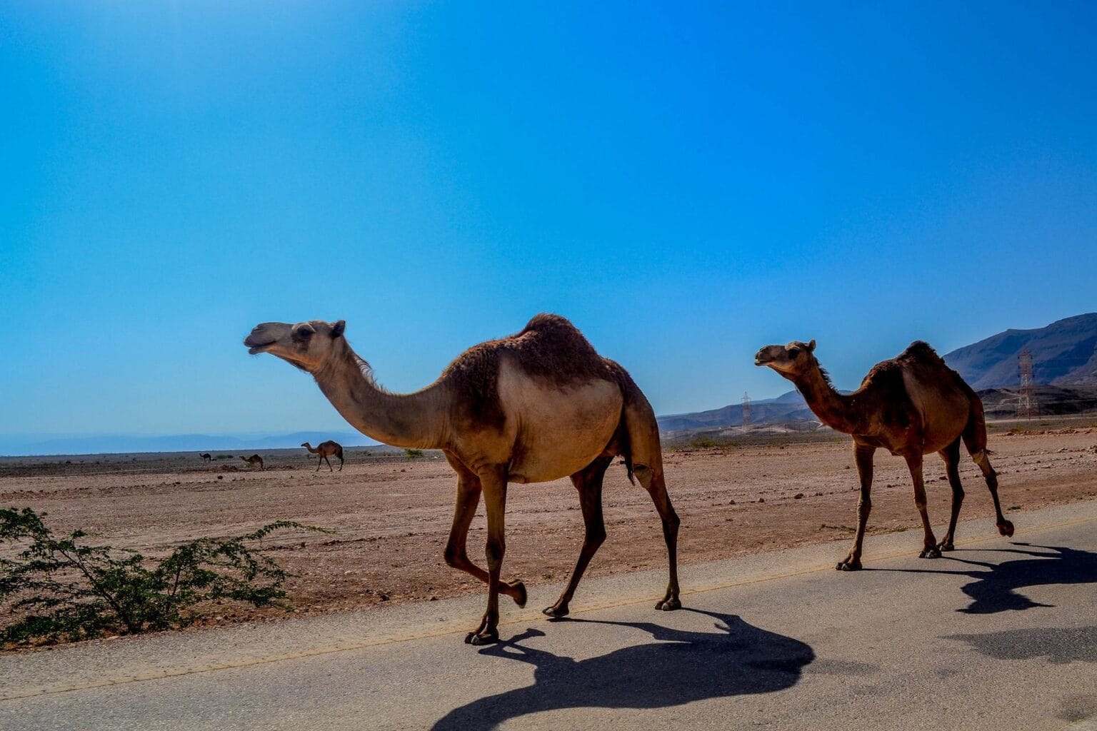 camel-468096.jpg
