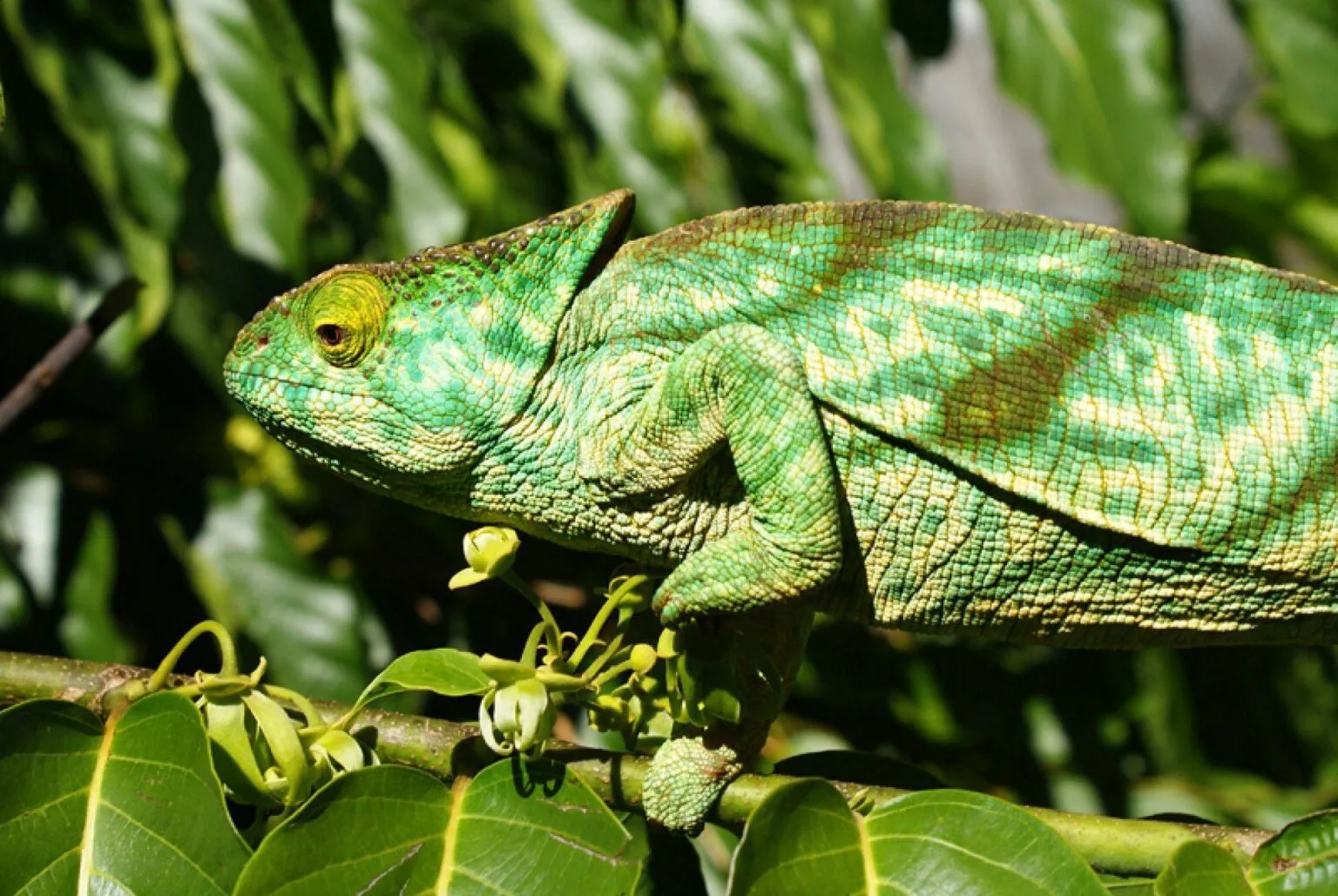 cameleon_-_chameleon.jpg